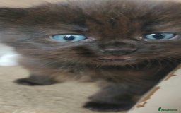 Mixed Breed cats for sale: Stunning long hair kittens for sale - Image 7