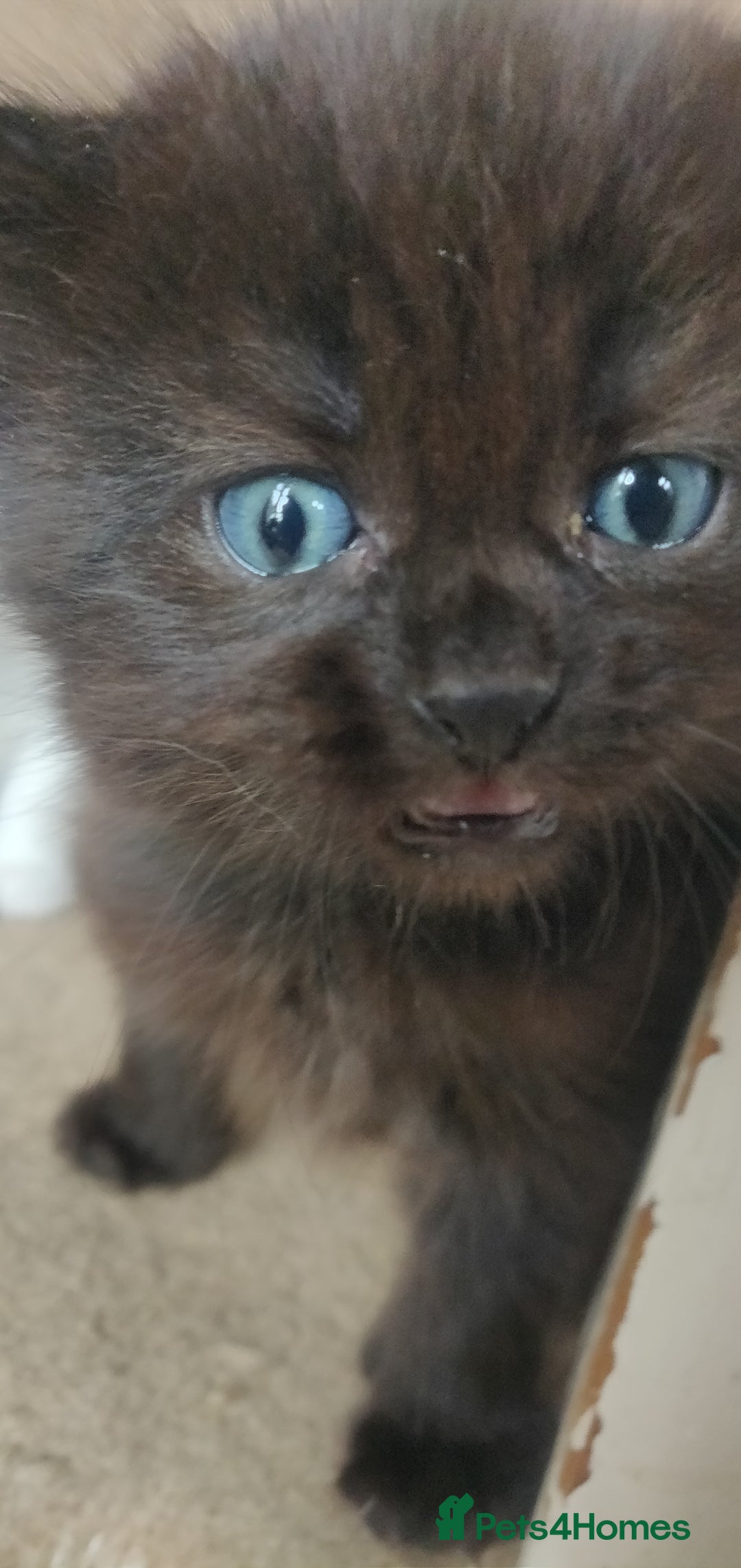Mixed Breed cats for sale: Stunning long hair kittens for sale - Image 7