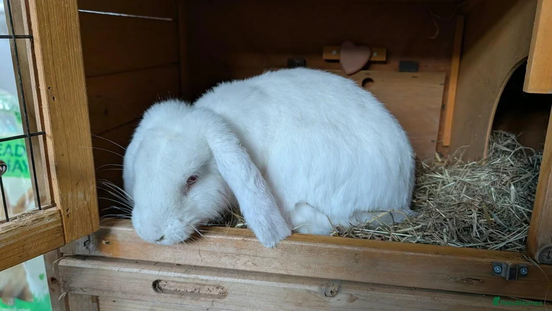 Mixed Breed rabbits for sale: Rabbit for rehome in Northampton - Advert 2