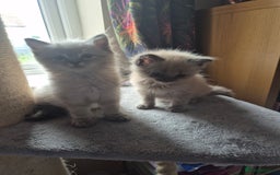 Ragdoll cats for sale: Beautiful Mink Ragdoll Kittens - Image 6