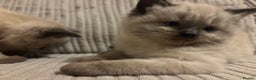 Ragdoll cats for sale: Male Ragdoll kitten  - Advert 6