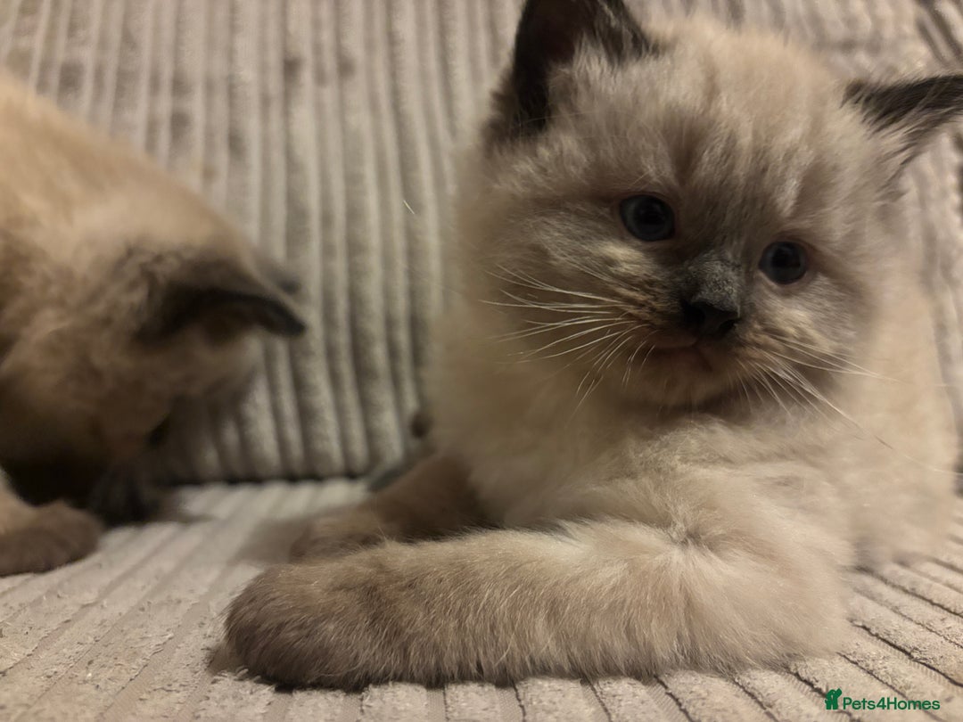 Ragdoll cats for sale: Male Ragdoll kitten  - Advert 6
