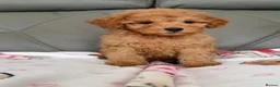 Cavapoo dogs for sale: Gorgeous Red Cavapoo Puppies - Advert 2