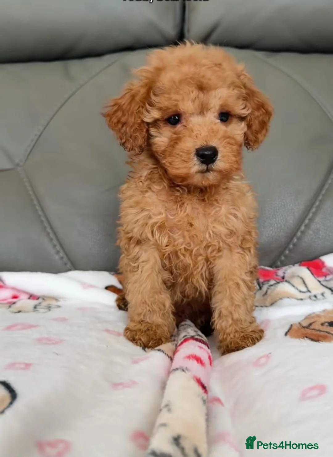 Cavapoo dogs for sale: Gorgeous Red Cavapoo Puppies - Advert 2