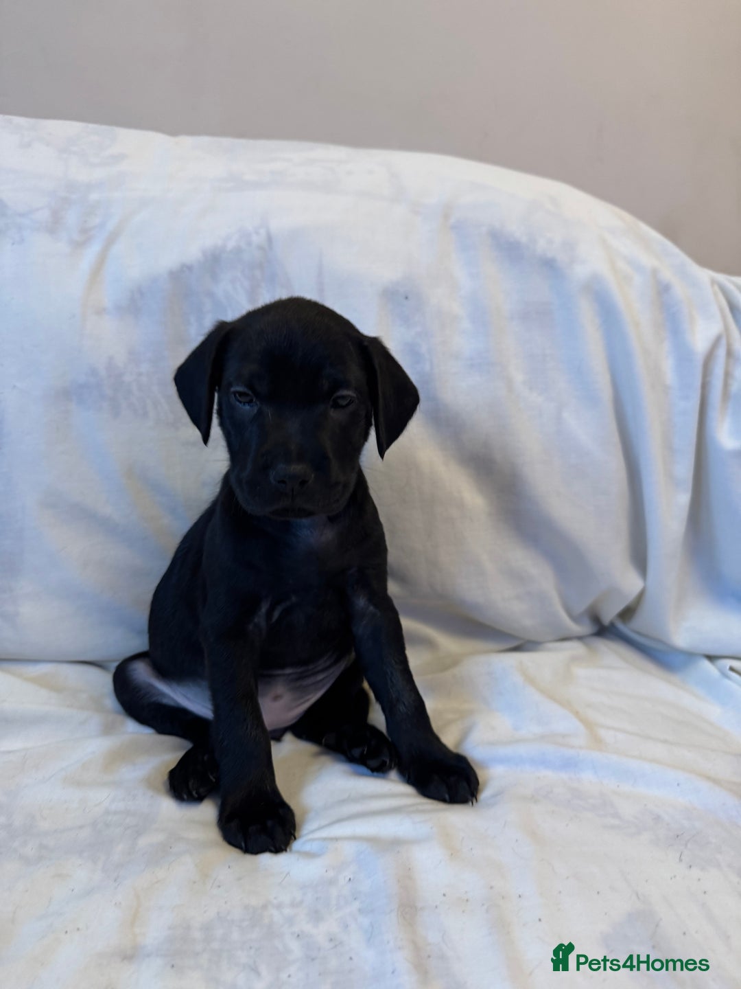 Mixed Breed dogs for sale: Mixed bread cavapoo-staff/sharpie - Advert 6