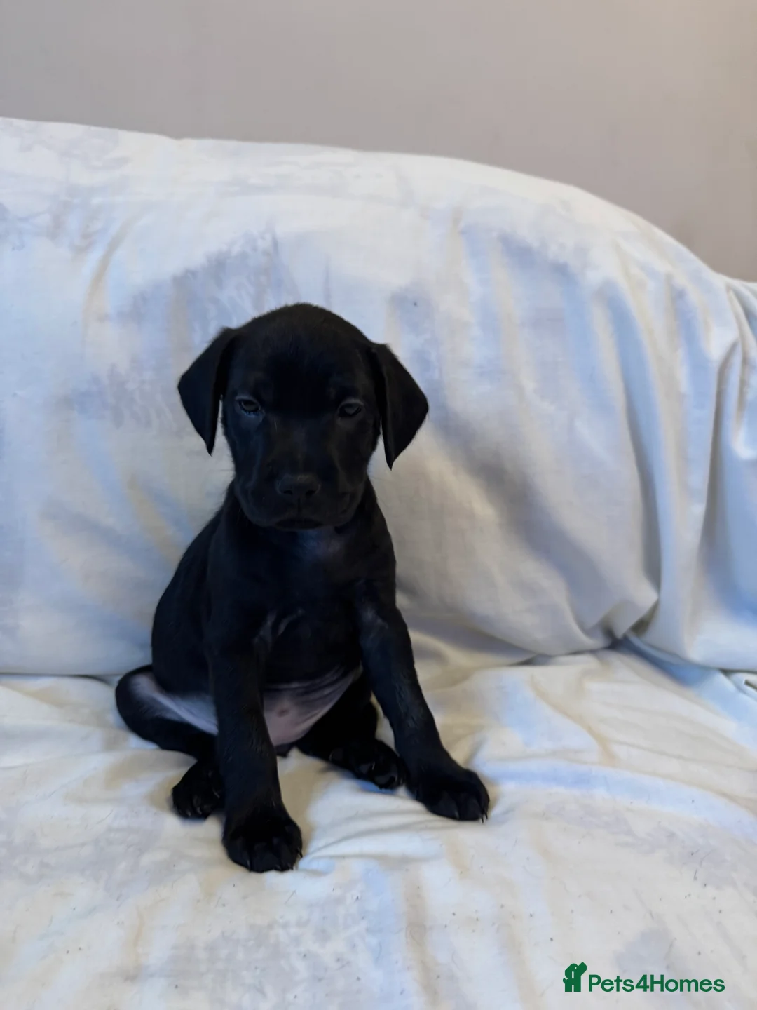 Mixed Breed dogs for sale: Mixed bread staff/sharpie-cavapoo f2 - Advert 2