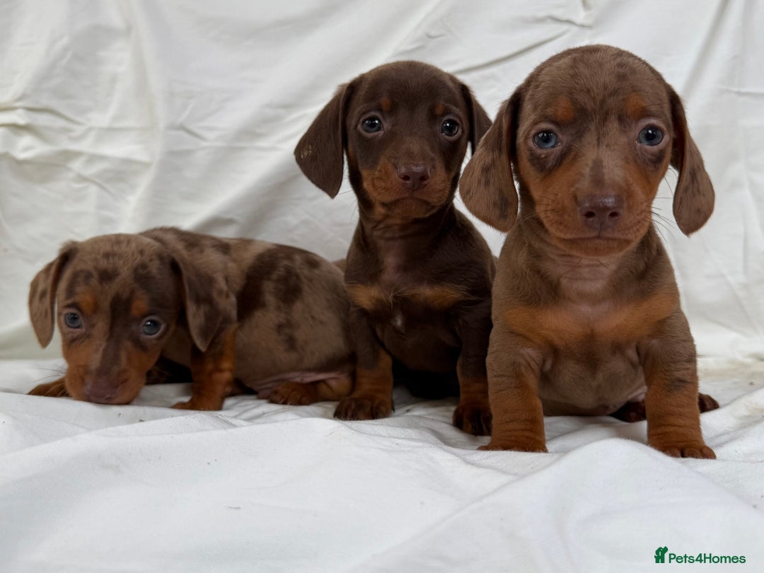 Miniature Dachshund dogs for sale: Dachshund puppy’s for sale - Image 12