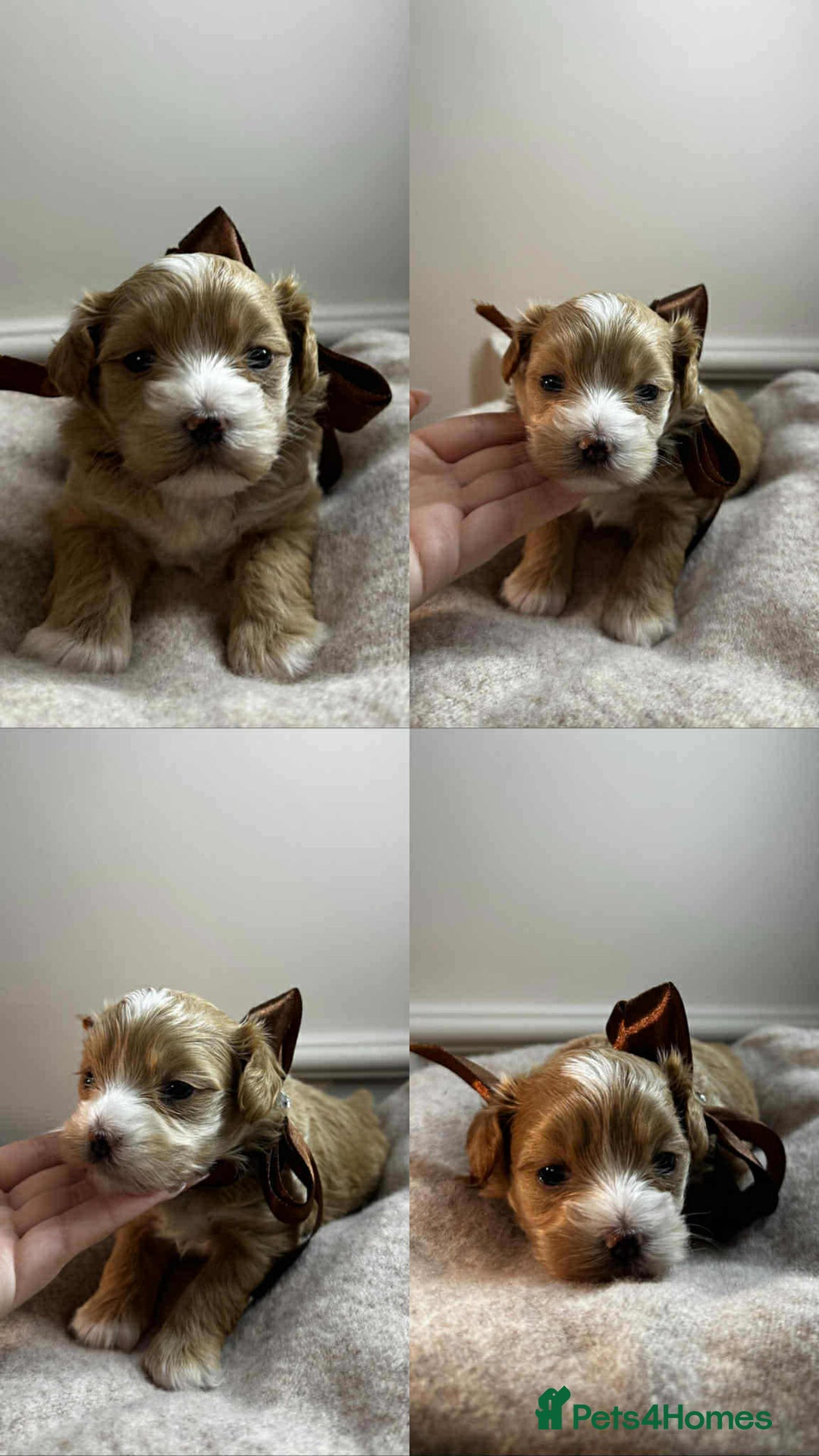 Maltipoo dogs for sale: F1 MALTIPOO BOY🩵🐶 - Image 3