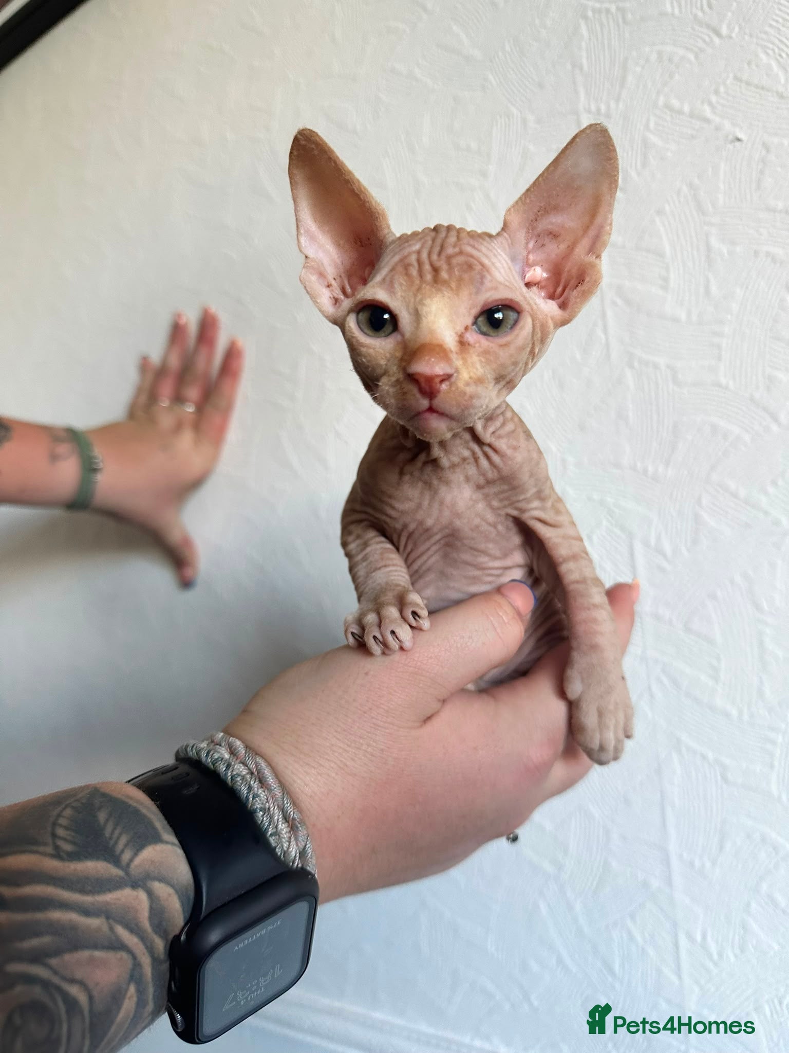 Sphynx cats Canadian sphynx ready to leave now  - Advert 6