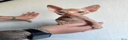 Sphynx cats for sale: Canadian sphynx ready to leave now  - Advert 5