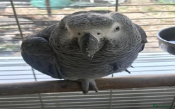 Parrots birds for sale: African Grey Parrot - Image 1