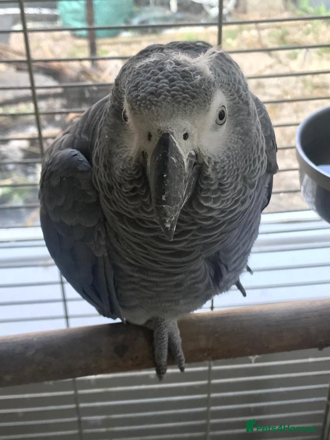 Parrots birds for sale: African Grey Parrot - Image 1