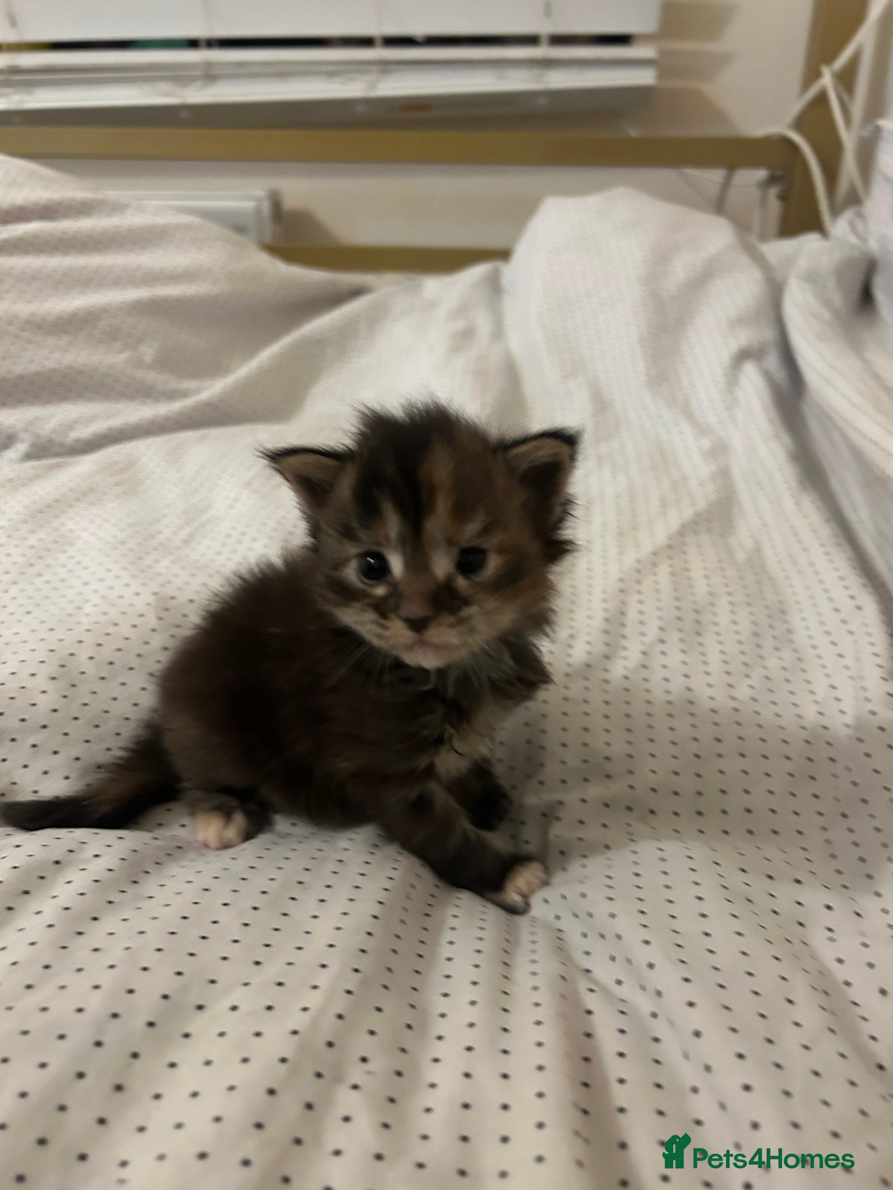 Maine Coon cats Pedigree xl mainecoon kittens  - Advert 7