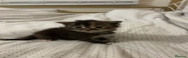 Maine Coon Kitten 4