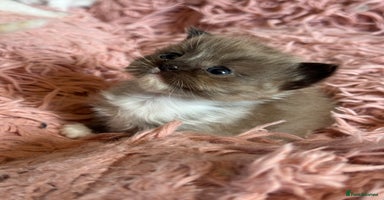 Ragdoll cats - Advert 6