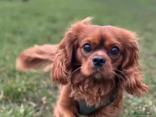 Cavalier King Charles Spaniel dogs Stud:Ruby 16 month King Charles Cavalier - Advert 1