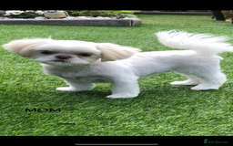 Shihpoo dogs for sale: Beautiful Red and White Parti Shipoo Girls  - Image 14