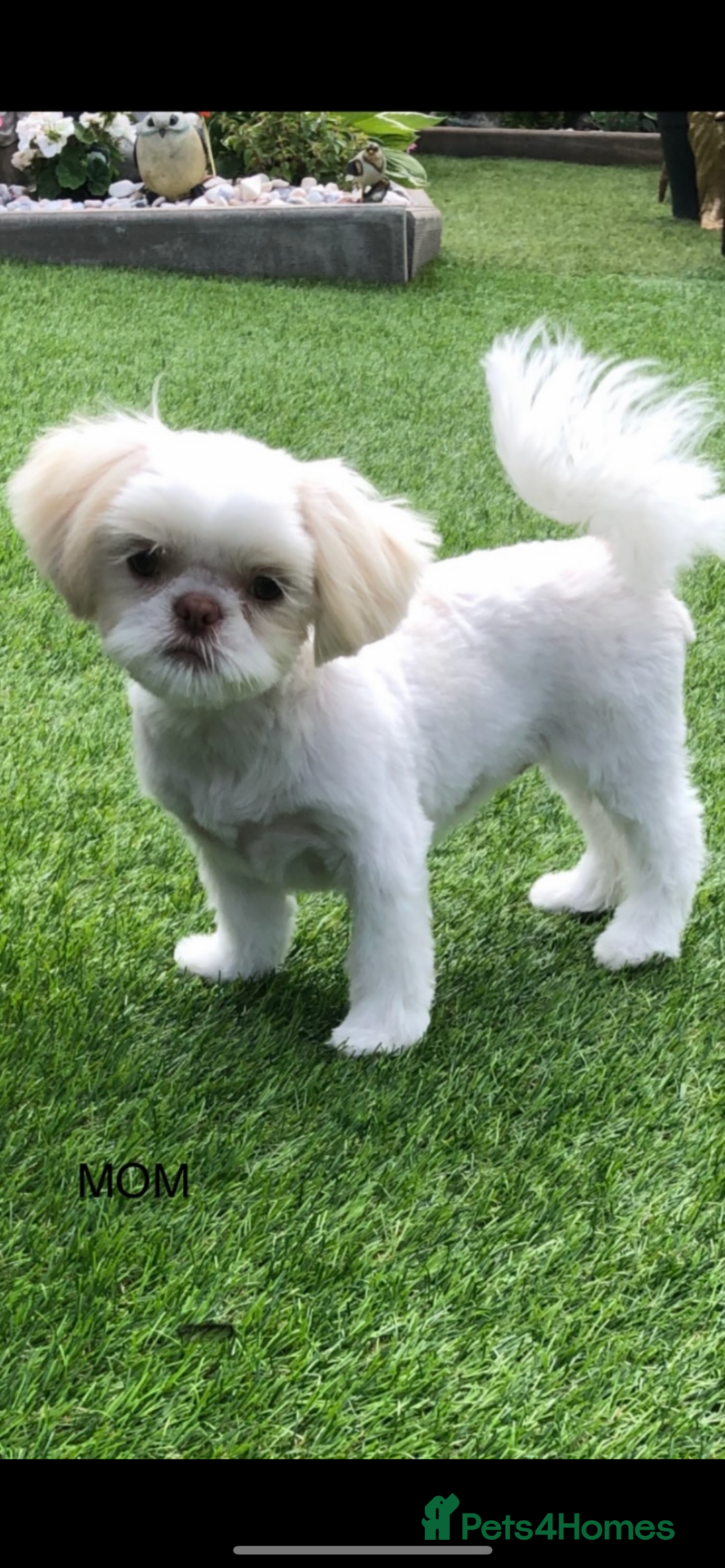 Shihpoo dogs for sale: Beautiful Red and White Parti Shipoo Girls  - Image 14