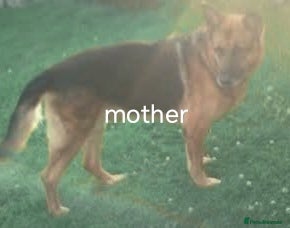 German Shepherd dogs for sale: Boy German - Advert 1