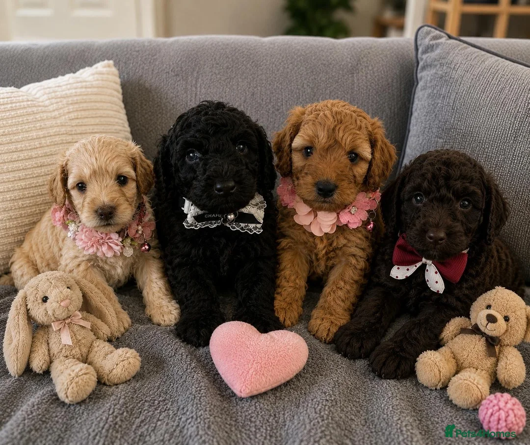 Cockapoo dogs for sale: Cockapoo puppies for sale 2 boys and 1 girl left - Advert 1