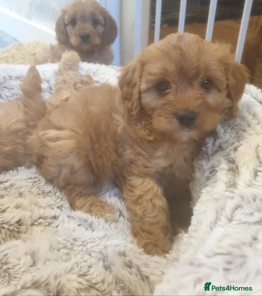 Cavapoo dogs for sale: Adorable selection of Cavapoo pups  - Advert 2