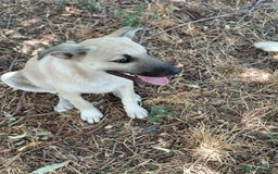 Mixed Breed dogs for adoption: OZZY, a Lovely Puppy Boy - for a Loving Home - Image 23
