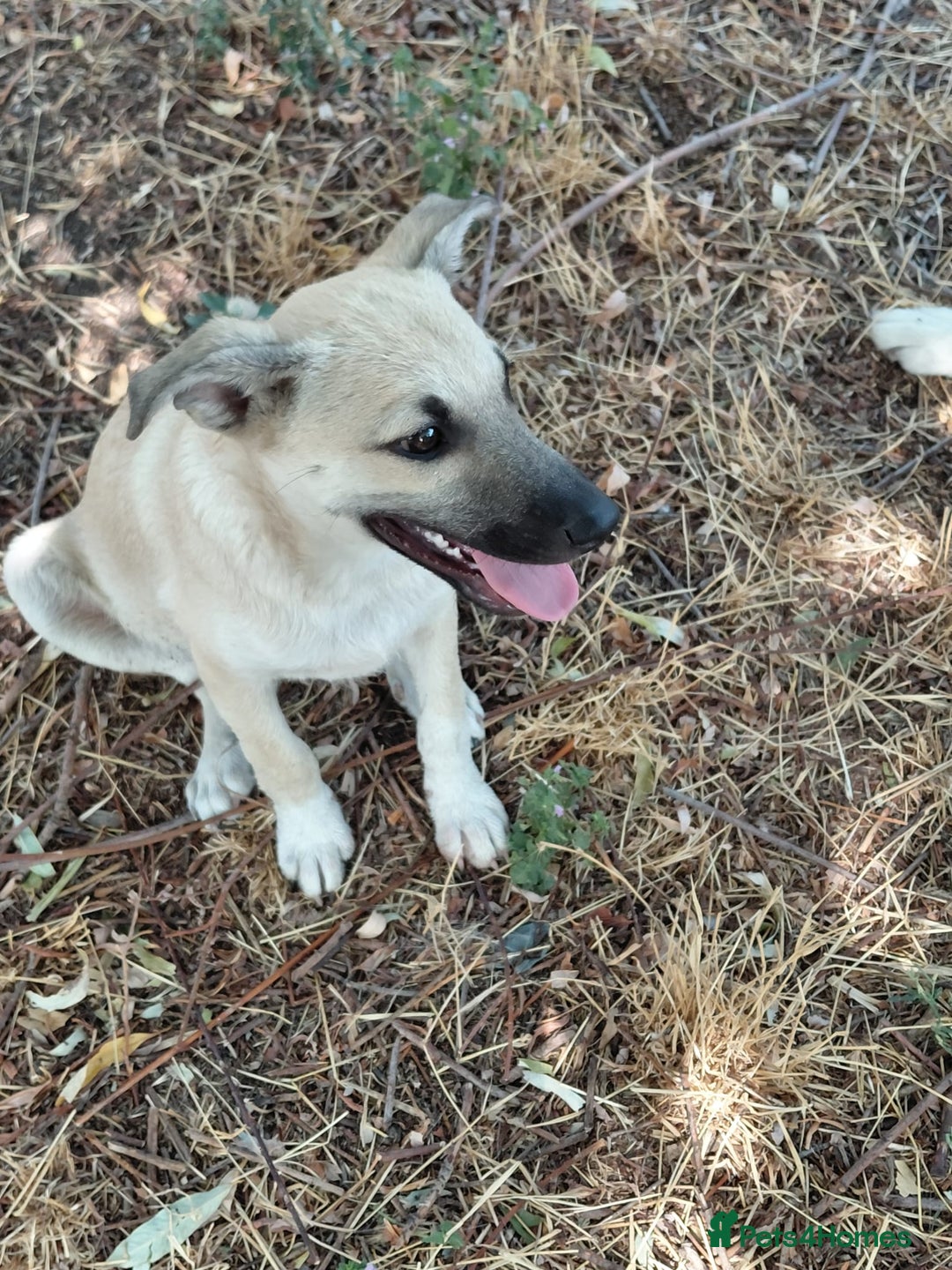 Mixed Breed dogs for adoption: OZZY, a Lovely Puppy Boy - for a Loving Home - Image 23