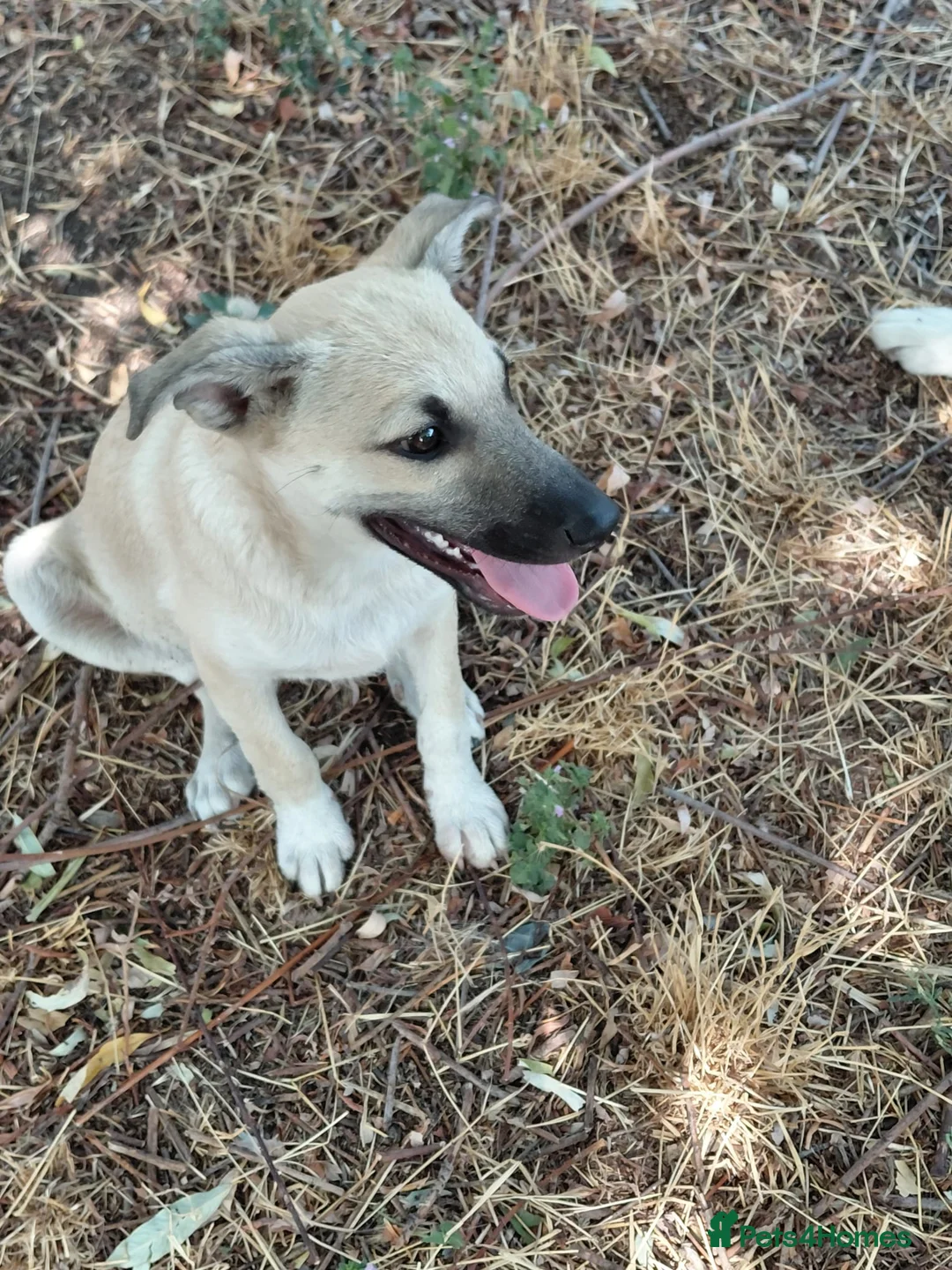 Mixed Breed dogs for adoption: OZZY, a Lovely Puppy Boy - for a Loving Home - Advert 23