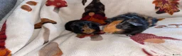 Guinea Pig rodents for sale: 2 / Pair of Female or Male Guinea Pigs ready to go - Advert 1