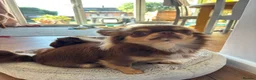Chihuahua dogs for sale: Two chihuahua brothers looking for a new home - Advert 3