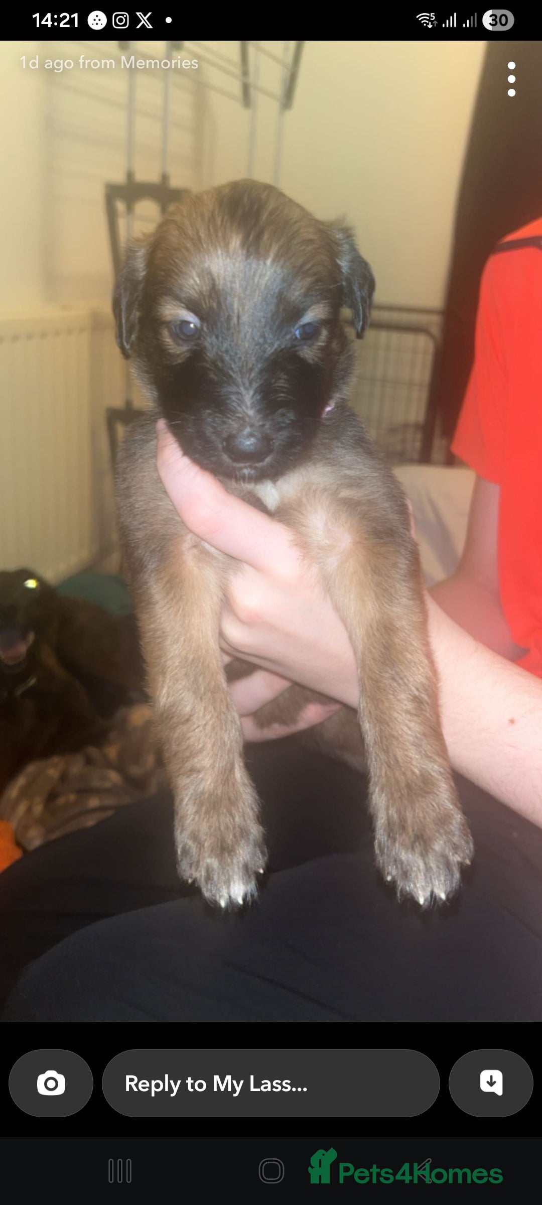 Lurcher dogs for sale: 5 week puppy - Advert 3