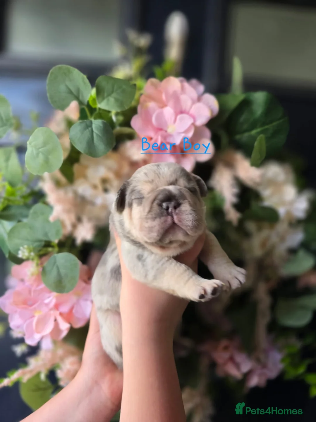 French Bulldog dogs for sale: Stunning little of French Bulldog puppies  - Advert 31