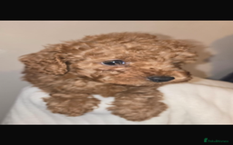 Toy Poodle dogs for sale: Stunning toy poodles  - Image 5