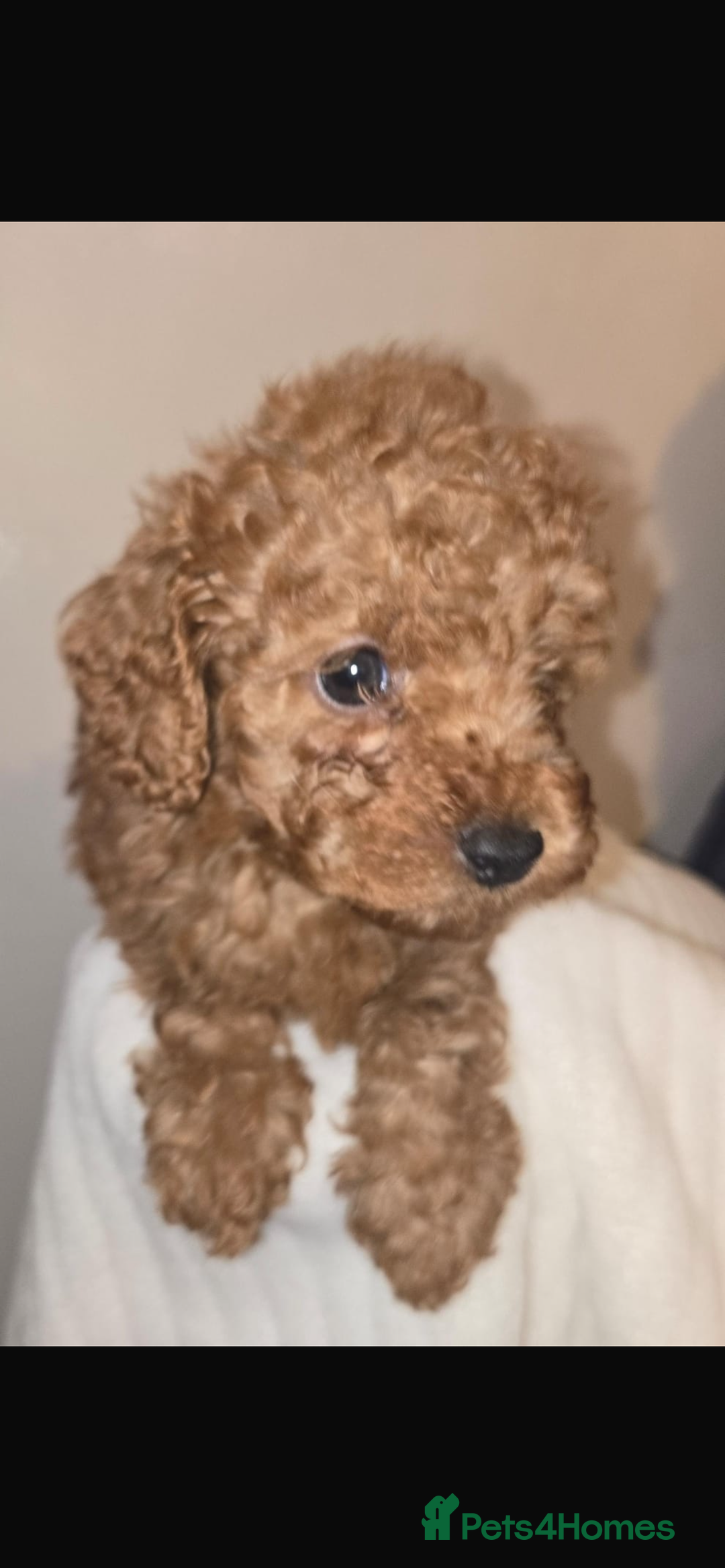 Toy Poodle dogs for sale: Stunning toy poodles  - Image 5