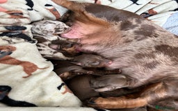 Dachshund dogs for sale: BEAUTIFUL Miniature Dachshund's  - Image 15