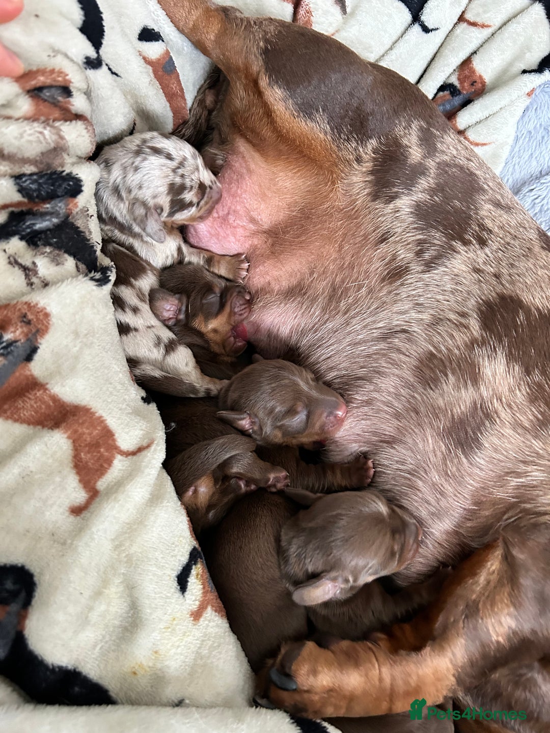 Dachshund dogs for sale: BEAUTIFUL Miniature Dachshund's  - Image 15