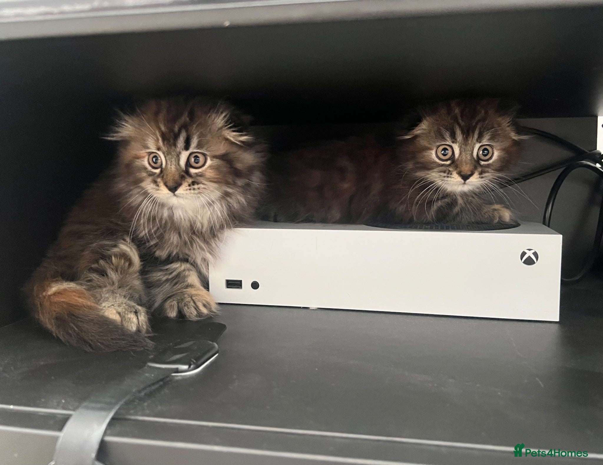 Scottish Fold cats Adorable Scottish Fold Kittens 💖 - Advert 9