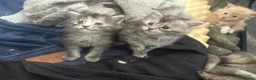 Maine Coon cats for sale: Full Maine Coon Kittens 4 left! in Brechin - Advert 4