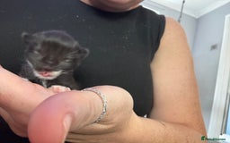 Mixed Breed cats for sale: Black and white kittens  - Image 10