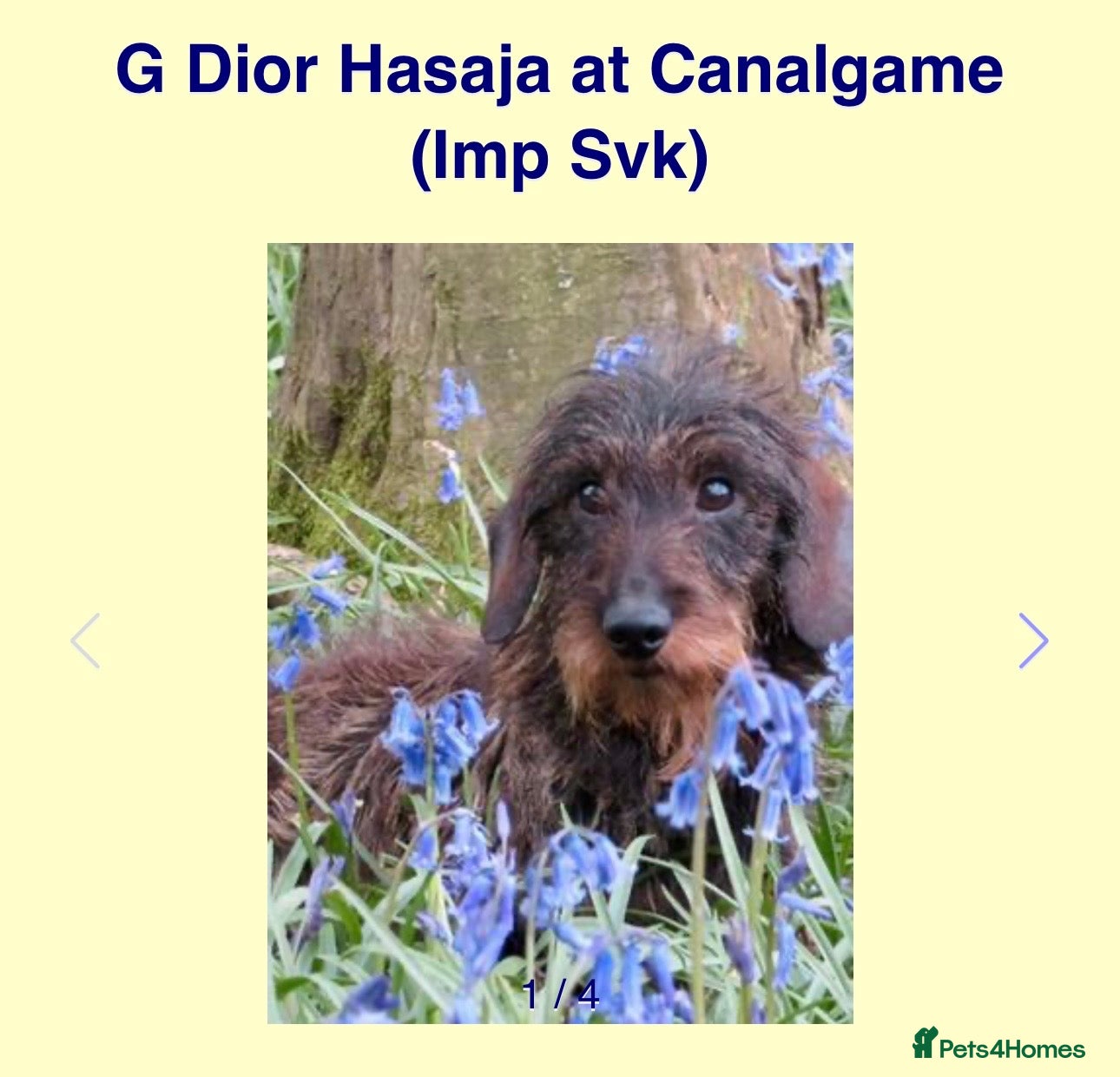 Miniature Dachshund dogs Miniature Wire haired Dachshund  - Advert 2