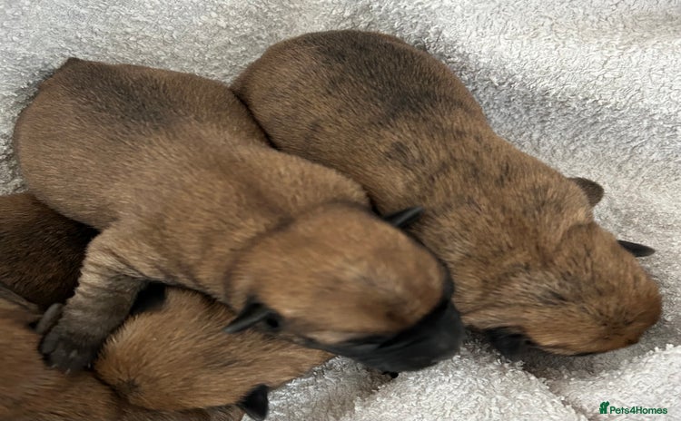 Cairn Terrier dogs - Advert 1