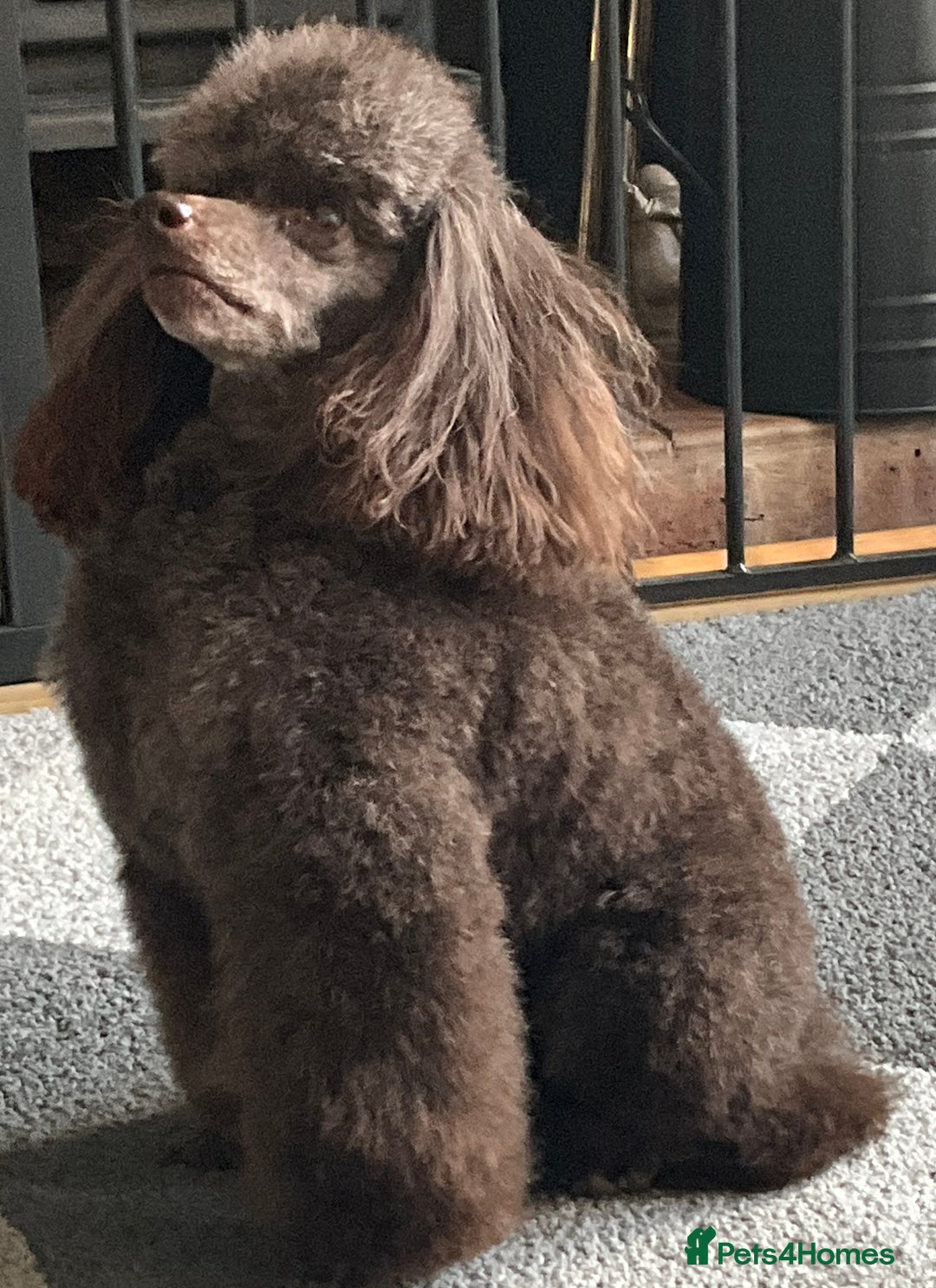 Toy Poodle dogs for sale: Purebred black toy poodle - Advert 2