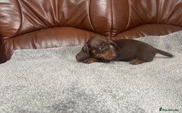 Miniature Dachshund dogs for sale: Chocolate dachshund babies  - Image 14