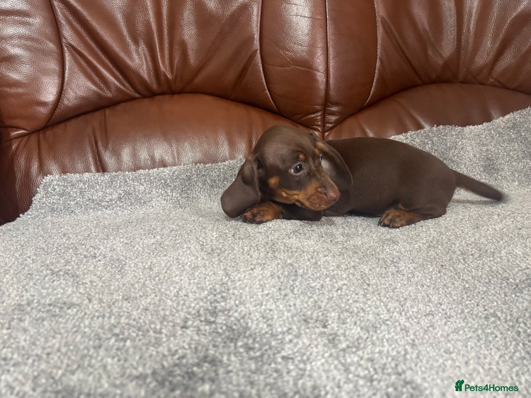 Miniature Dachshund dogs for sale: Chocolate dachshund babies  - Image 14