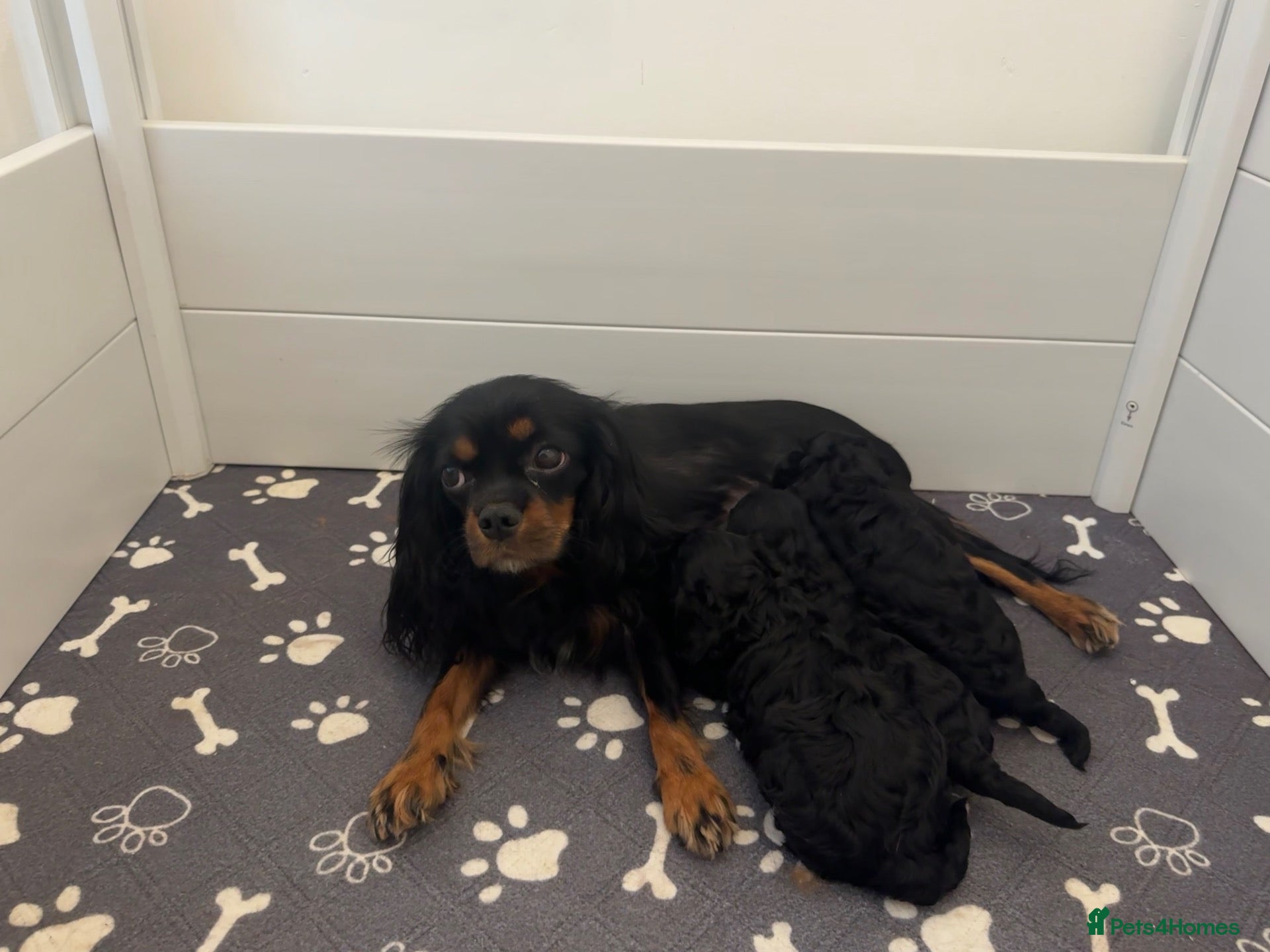 Cavapoo dogs Health tested F1 cavapoo - Advert 2