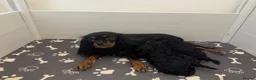 Cavapoo dogs for sale: Health tested F1 cavapoo in Sittingbourne - Advert 2