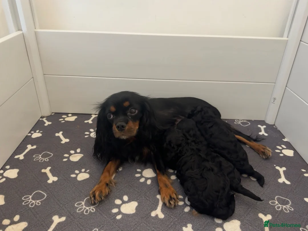 Cavapoo dogs for sale: Health tested F1 cavapoo in Sittingbourne - Advert 2