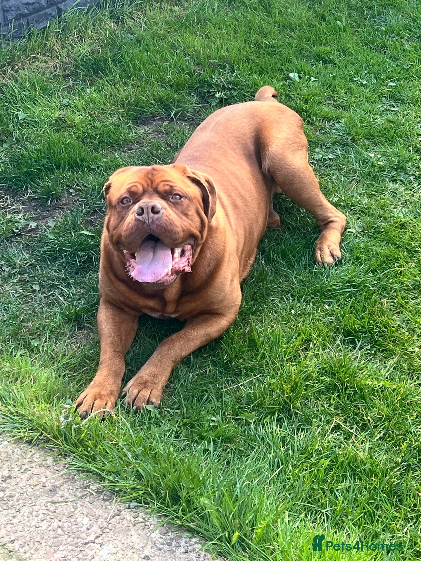 Dogue De Bordeaux dogs Bobby - Adult Dogue De Bordeux - Advert 2