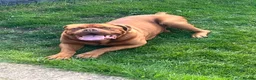 Dogue De Bordeaux dogs for sale: Bobby - Adult Dogue De Bordeaux - Advert 1