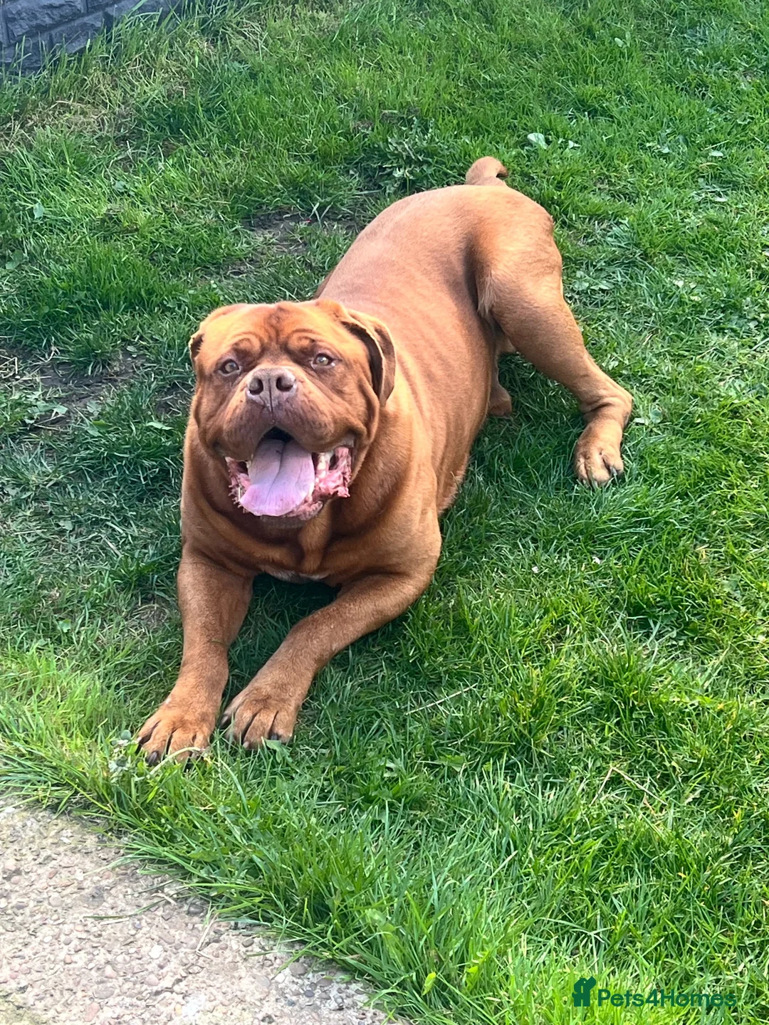 Dogue De Bordeaux dogs for sale: Bobby - Adult Dogue De Bordeaux - Advert 1